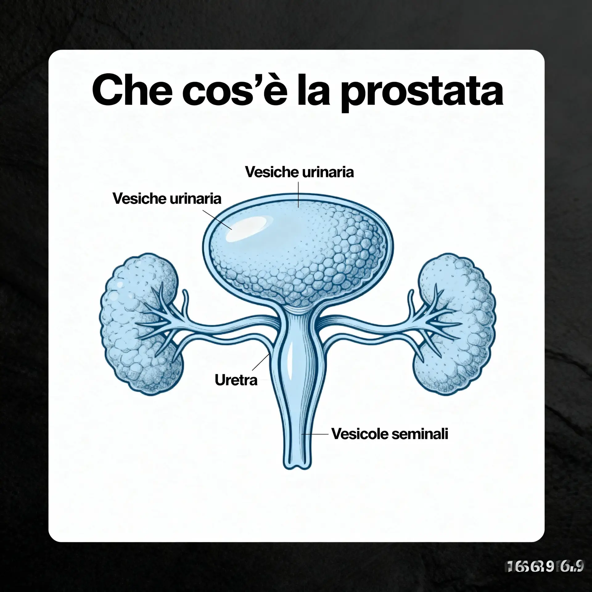 Immagine illustrativa sulla prostata - salute della prostata