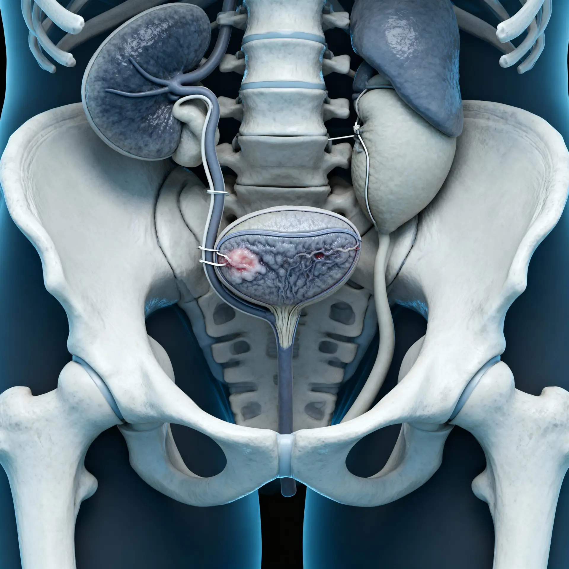 Immagine illustrativa sulla prostata - salute della prostata