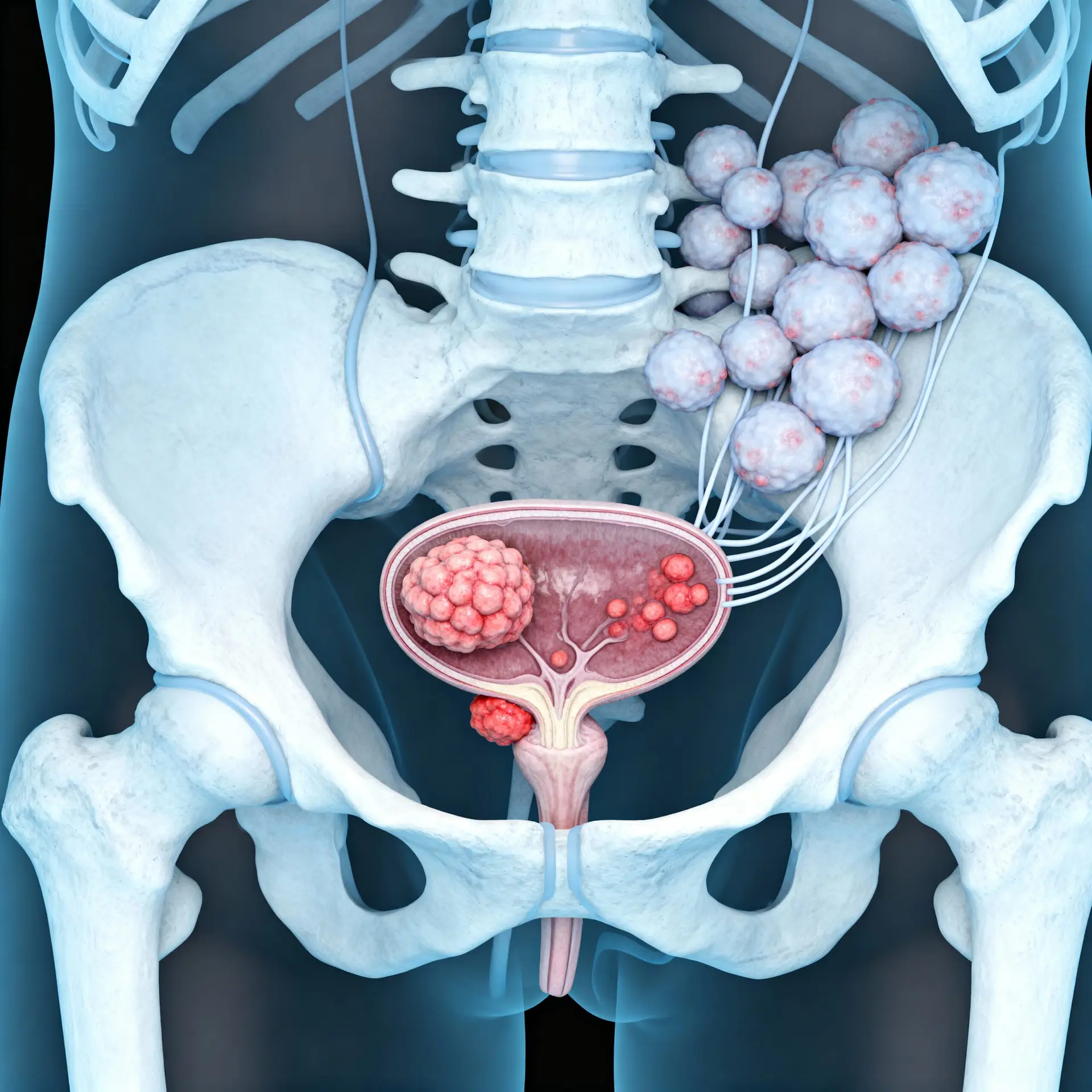 Immagine illustrativa sulla prostata - salute della prostata